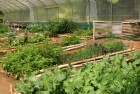 Lush Greenhouse