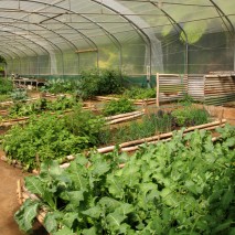 Lush Greenhouse