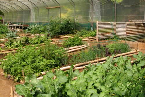 Lush Greenhouse