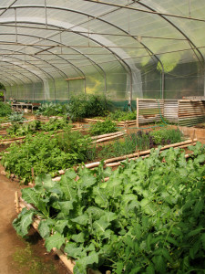 Greenhouse Greenhouse