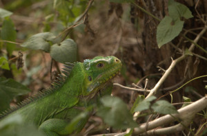 Lesser Antillean Iguana (Iguana delicatissima)