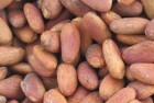 Cocoa Beans
