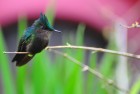 Hummingbird
