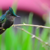 Hummingbird