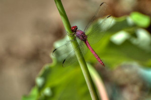 Dragonfly