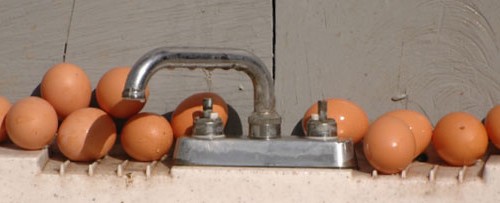 Fresh Eggs Produced Daily