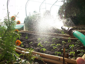 Watering Watering