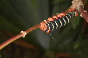 Frangipani caterpillars (Pseudosphinx tetrio)