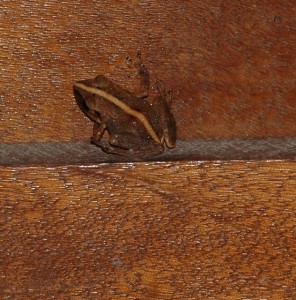 Gounouj (Eleutherodactalus martinicensis) frogs
